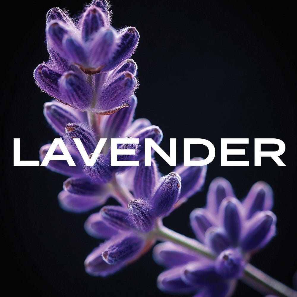 What Does Lavender Smell Like in a Fragrance? - LIKE85 FRAGRANCE