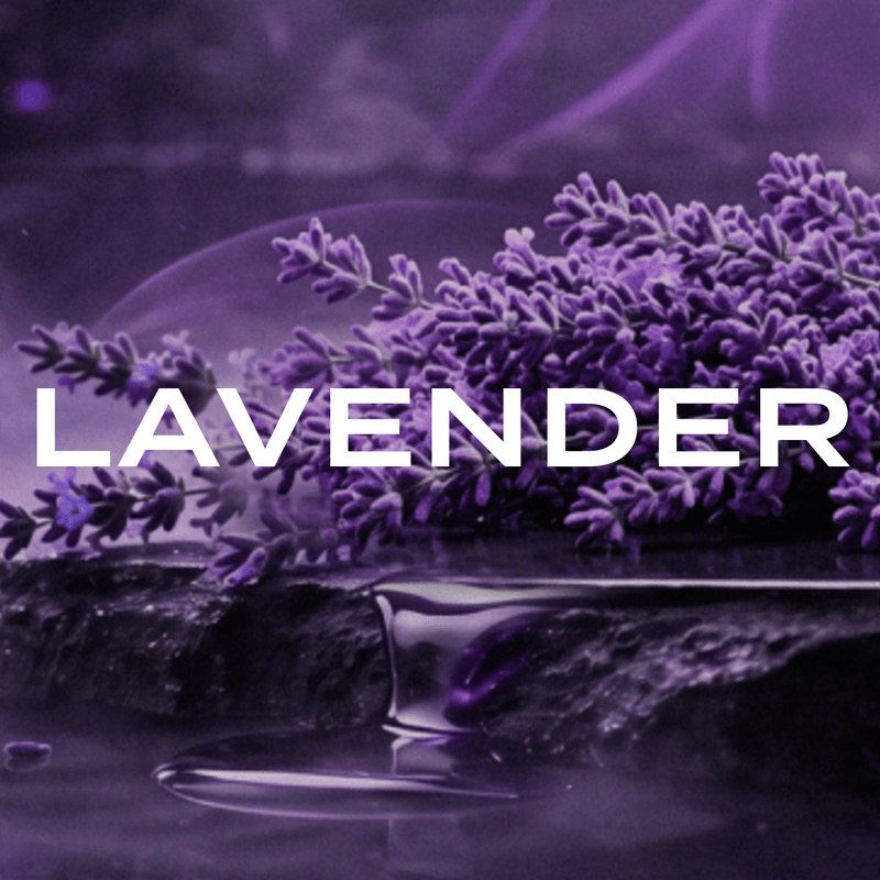 Best Lavender Fragrances